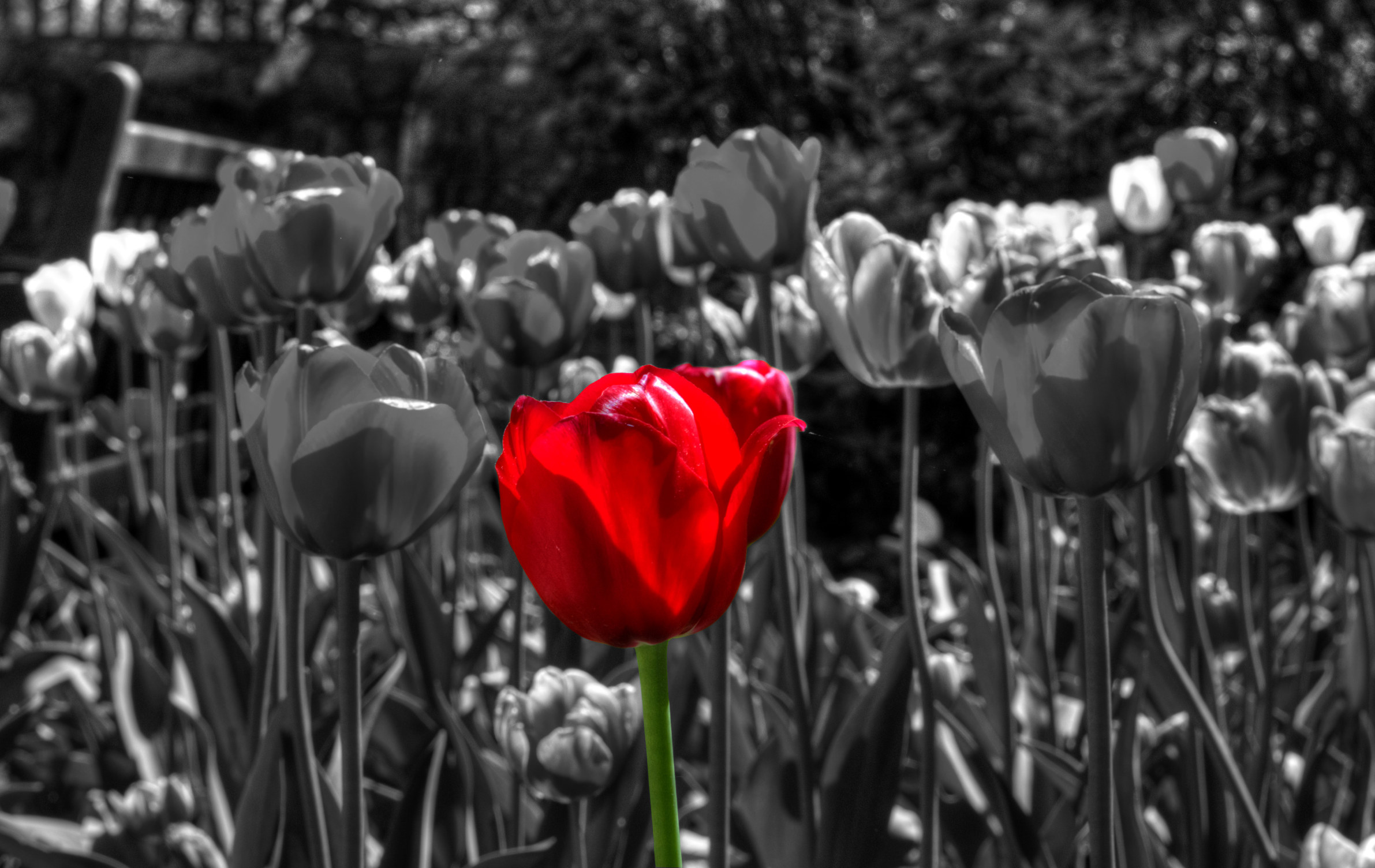 36 Selective Color