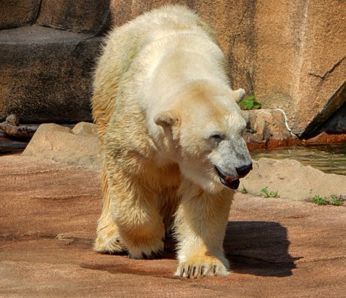 Polar Bear Milwaukee Zoo